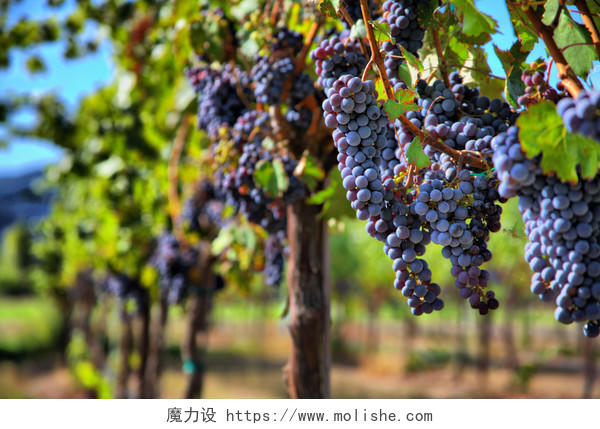 新鲜水果采摘在葡萄园中的葡萄藤上的一串串紫色葡萄
